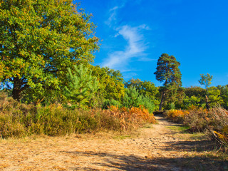 Fototapeta premium Herbst in der Wahner Heide