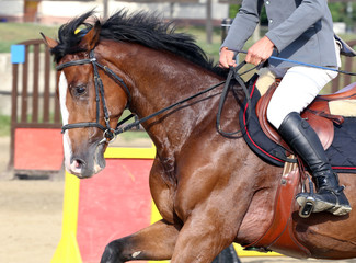 Beautiful young sport horse under saddle on equestrian event