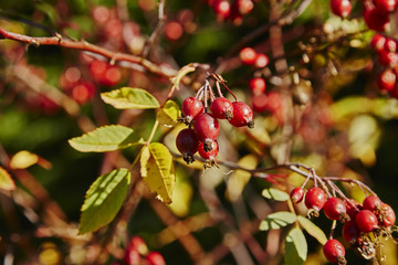 Rose hips