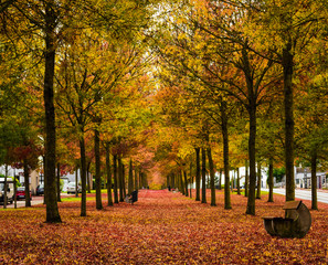 Allée couverte de feuilles en automne, France