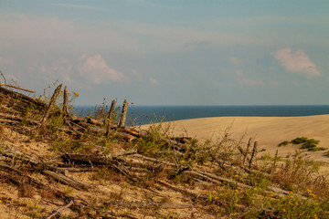 tree on the beach