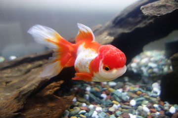 金魚