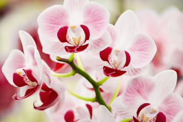 Plakat pink Phalaenopsis or Moth dendrobium Orchid flower in winter or spring day tropical garden Floral nature background.Selective focus.agriculture idea concept design with copy space add text.