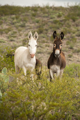 Wild Donkeys in Big Bend Ranch State Park, Texas