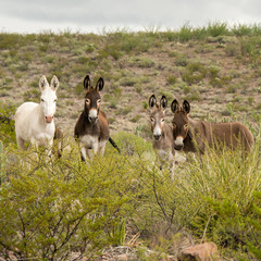 Wild Donkeys in Big Bend Ranch State Park, Texas