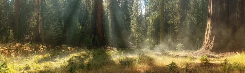 Deurstickers Ochtend in Sequoia National Park, VS © Belikova Oksana