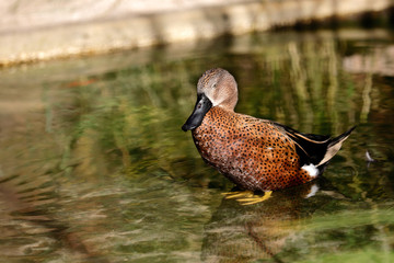 Full body of adult female ringed teal duck (Callonetta leucophrys)