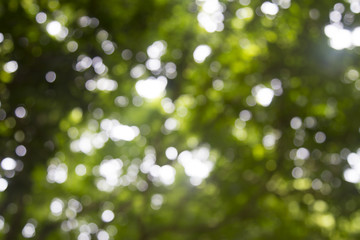 Background image blur Beautiful bokeh.