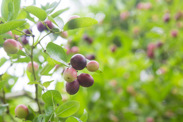 Super fruit herb(Carissa carandas Linn.)