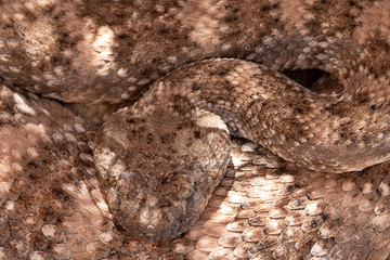 rattlesnake