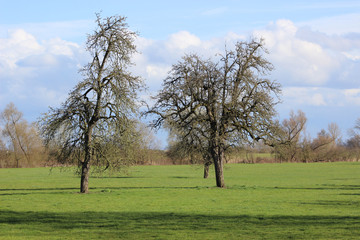 tree in the field