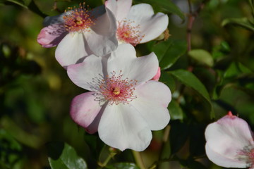 Rosa Blüte