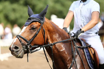 Sport horse close up under old leather saddle on dressage competition