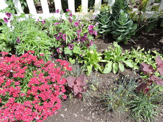 Fleurs du jardin Métis, Québec