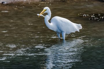 Great egret catching live fish in harbor
