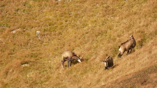 Group of three chamois in an alpine meadow: Two grazng, one walking towards the camera then stopping and observing us (Western Tatra, Slovakia)