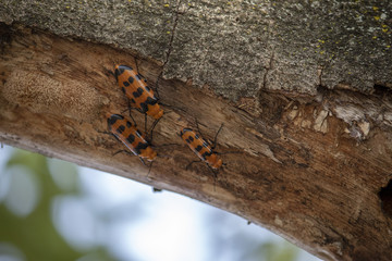 escarabajos en árbol 