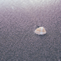 Shellfish over beach sand at Ebro River Delta, Tarragona, Catalonia, Spain.