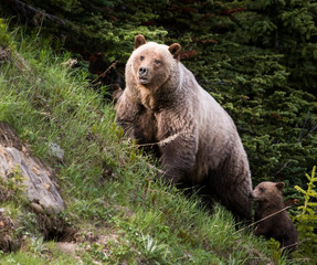 Grizzly bear