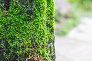 Green moss on trees in rainforest