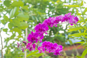 Purple  Orchid flower in the garden. shallow depth of field.
