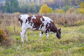 Cow grazes in a meadow. Autumn landscape. Russia