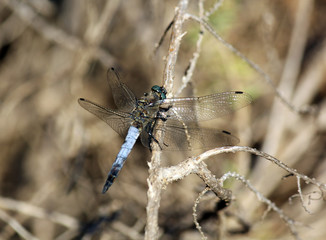 libellule et brindille