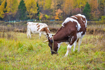 Fototapeta na wymiar Two cows graze on pasture. Autumn landscape. Russia