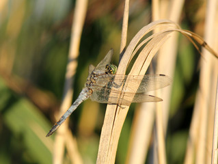 libellule © helenedevun