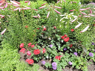 Fleurs du jardin Métis, Québec