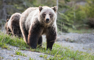 Obraz premium Grizzly bear