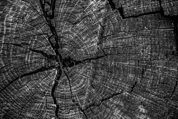 Texture of dark wood with scratches, shavings, stains and cracks.
