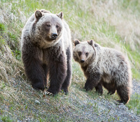 Fototapeta premium Grizzly bear
