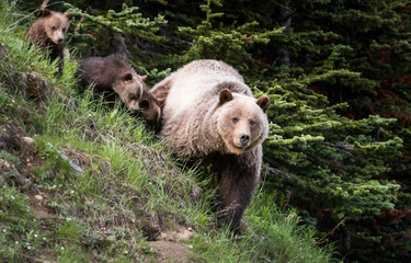 Grizzly bear
