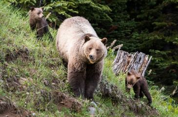 Grizzly bear