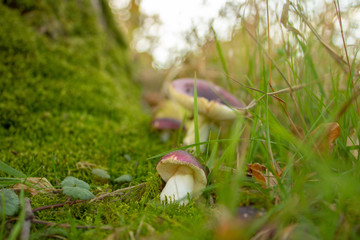 Red mushroom in the forest