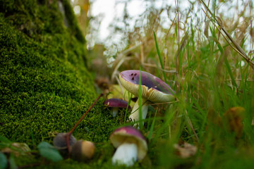 Red mushroom in the forest