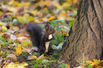 black squirrel in autumn