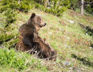 Fototapeta na wymiar Grizzly bear