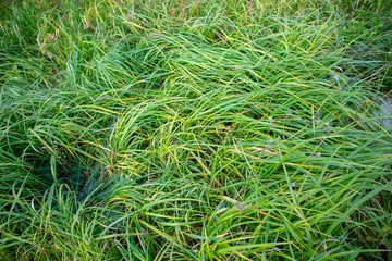 Grass weed green
