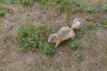 two gray gophers in the green summer grass