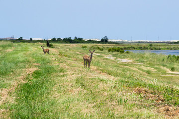 Looking Deer in Field