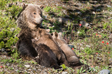 Fototapeta premium Grizzly bear