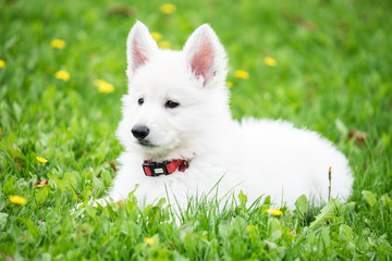 Fototapeta na wymiar White Swiss Shepherd Puppy 