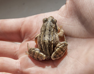 frog sitting on hand