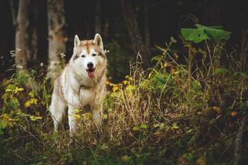 Portrait of gorgeous Siberian Husky dog standing in the bright enchanting fall forest