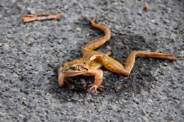 Totgefahrener Frosch auf einer Landstraße