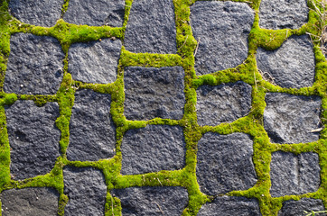 green moss on the pavement
