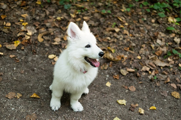 White Swiss Shepherd Puppy 