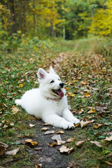 White Swiss Shepherd Puppy 